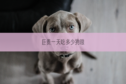 巨贵一天吃多少狗粮