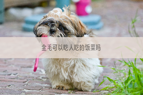 金毛可以吃人吃的饭菜吗