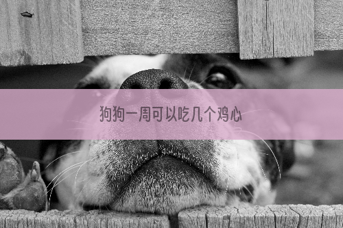 狗狗一周可以吃几个鸡心