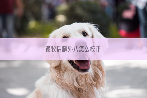 德牧后腿外八怎么校正
