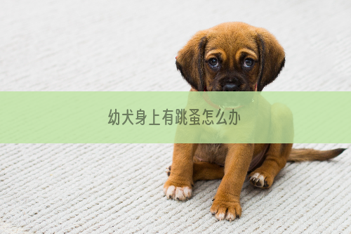 幼犬身上有跳蚤怎么办