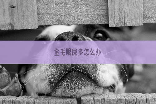 金毛眼屎多怎么办