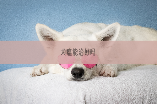 犬瘟能治好吗