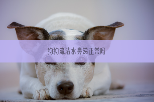 狗狗流清水鼻涕正常吗