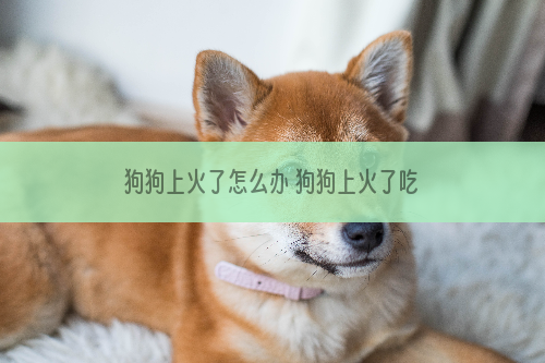狗狗上火了怎么办 狗狗上火了吃什么