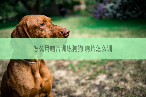 怎么用响片训练狗狗 响片怎么训练狗狗