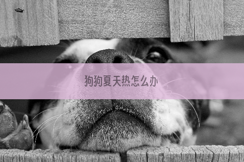 狗狗夏天热怎么办