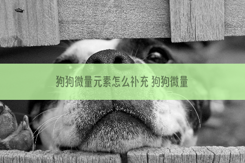 狗狗微量元素怎么补充 狗狗微量元素应该怎么补充