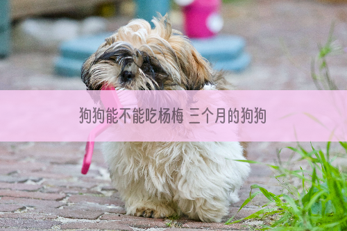 狗狗能不能吃杨梅 三个月的狗狗能不能吃杨梅