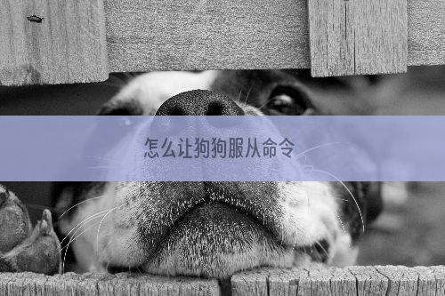 怎么让狗狗服从命令 