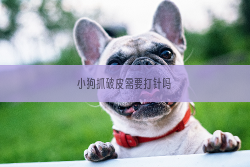 小狗抓破皮需要打针吗