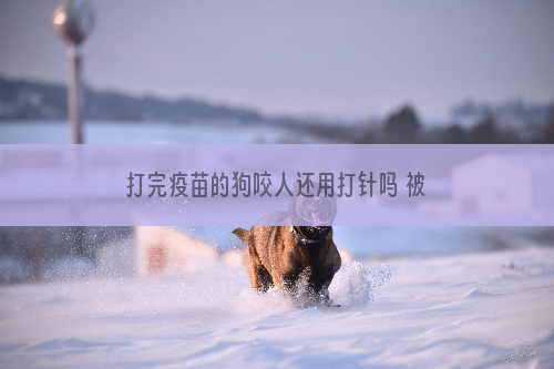打完疫苗的狗咬人还用打针吗 被打了疫苗的狗咬了要打针吗