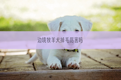 边境牧羊犬掉毛厉害吗