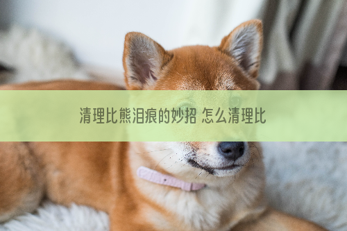 清理比熊泪痕的妙招 怎么清理比熊泪痕