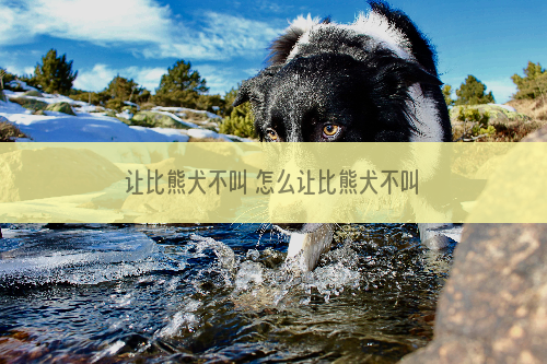 让比熊犬不叫 怎么让比熊犬不叫