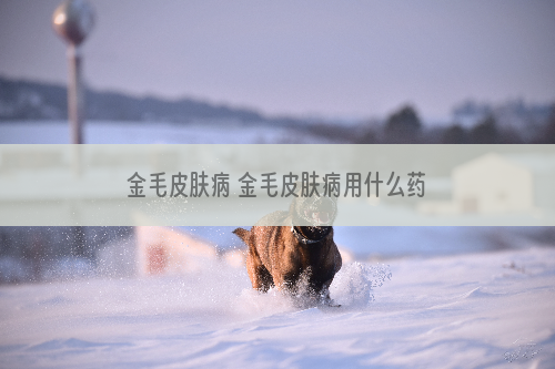 金毛皮肤病 金毛皮肤病用什么药好