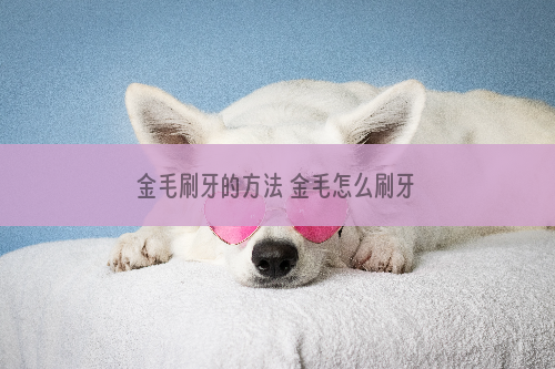 金毛刷牙的方法 金毛怎么刷牙