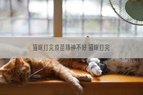 猫咪打完疫苗精神不好 猫咪打完疫苗精神不好的原因