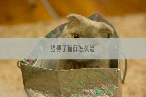 猫得了猫藓怎么治