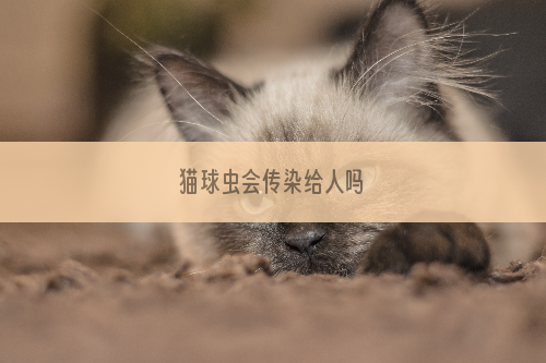 猫球虫会传染给人吗