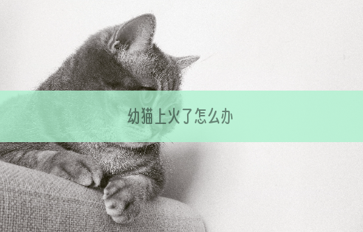 幼猫上火了怎么办