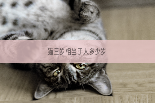 猫三岁相当于人多少岁