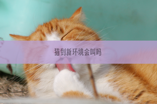 猫到新环境会叫吗