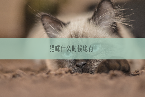 猫咪什么时候绝育 