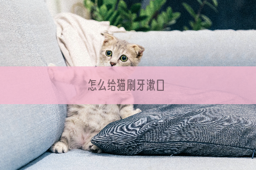 怎么给猫刷牙漱口 