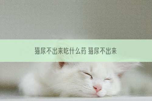 猫尿不出来吃什么药 猫尿不出来怎么办
