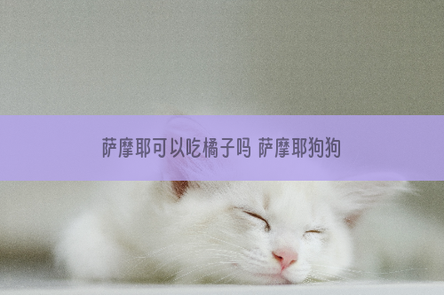萨摩耶可以吃橘子吗 萨摩耶狗狗能吃橘子吗