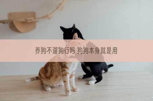 养狗不遛狗行吗 狗狗本身就是用来遛的，不遛直接养猫啊！