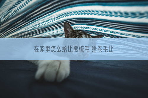 在家里怎么给比熊梳毛 给卷毛比熊犬梳理毛发需要注意什么