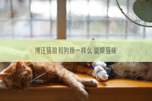 博汪猫粮和狗粮一样么 能喂猫咪吃狗粮吗