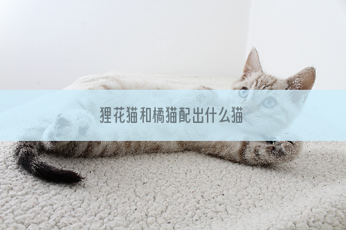 狸花猫和橘猫配出什么猫