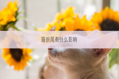 猫折尾有什么影响