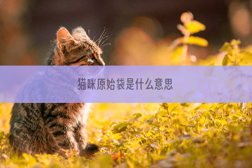 猫咪原始袋是什么意思