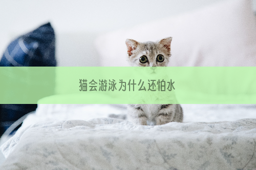 猫会游泳为什么还怕水