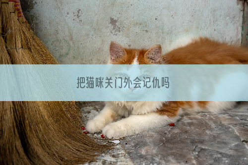 把猫咪关门外会记仇吗