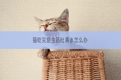 猫吃完驱虫药吐黄水怎么办