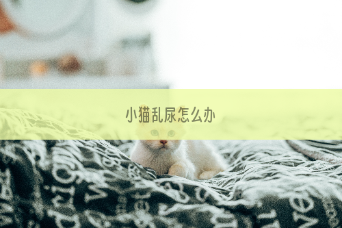 小猫乱尿怎么办