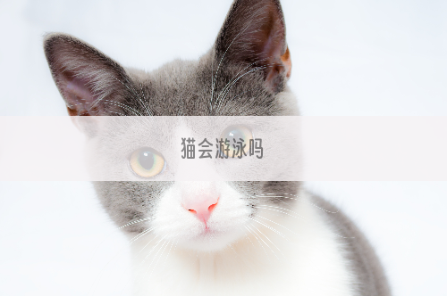 猫会游泳吗