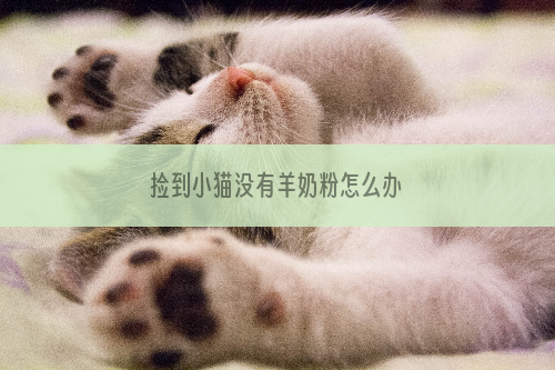 捡到小猫没有羊奶粉怎么办