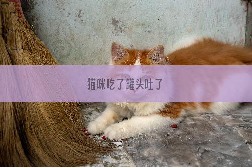 猫咪吃了罐头吐了