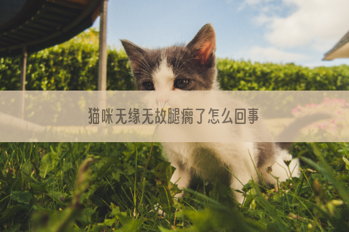猫咪无缘无故腿瘸了怎么回事