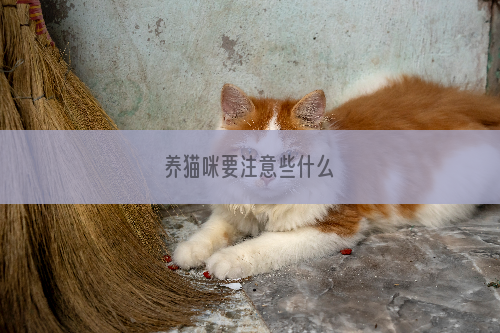 养猫咪要注意些什么