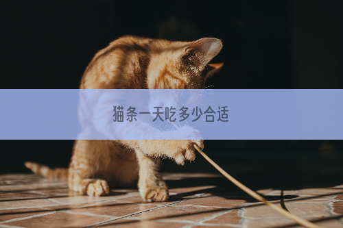 猫条一天吃多少合适