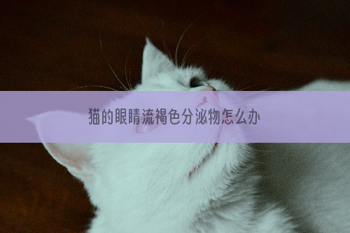 猫的眼睛流褐色分泌物怎么办