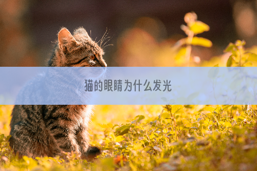 猫的眼睛为什么发光