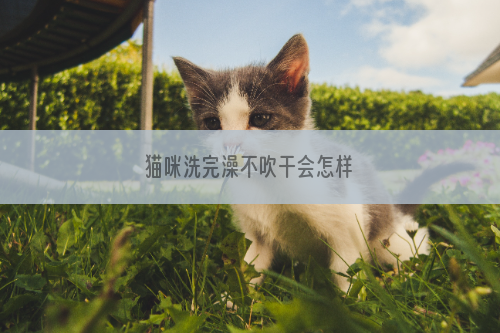 猫咪洗完澡不吹干会怎样